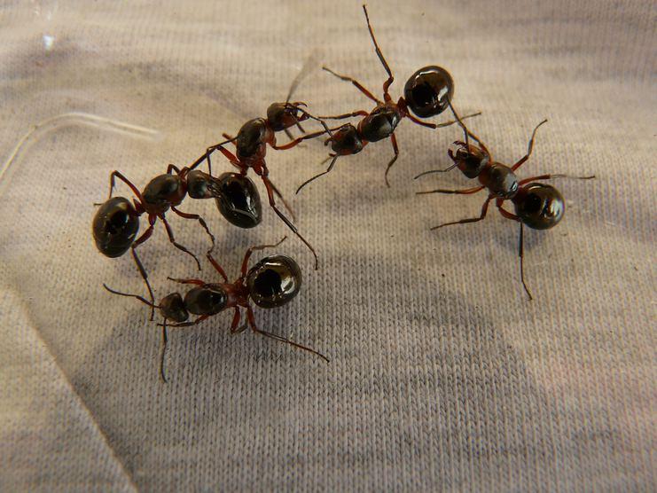 Evi Basan Karıncalar Nasıl Gider?