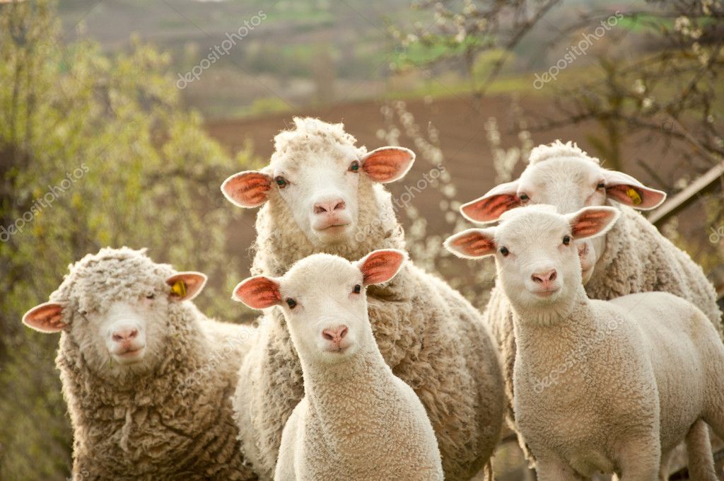 Çobana 100 tane koyun teslim eder